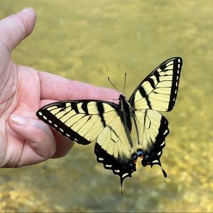 Meet your Posher, Amanda